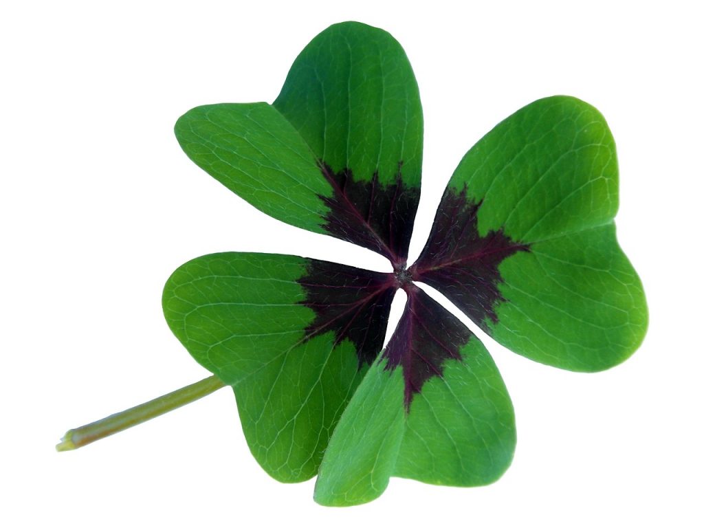 lucky clover, clover, happiness, four leaf clover, lucky charm, vierblättrig, symbol of good luck, four wood sorrel, green, isolated, clover, clover, clover, clover, clover